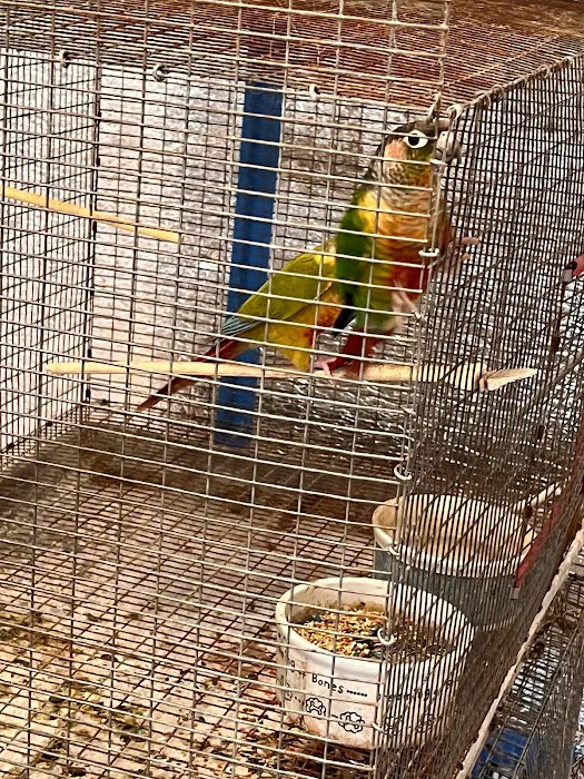 CS Bird Aviary Farm & More Picture 4