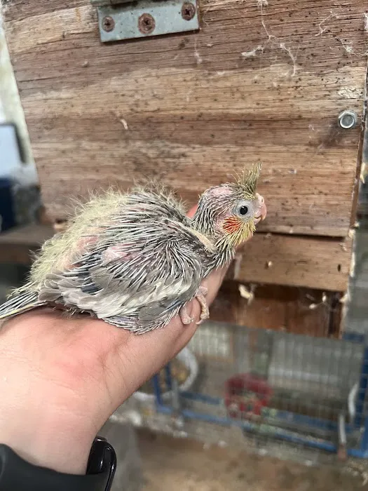 CS Bird Aviary Farm & More Picture 7
