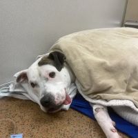 Veterinary Orthopedic & Sports Medicine Group ico