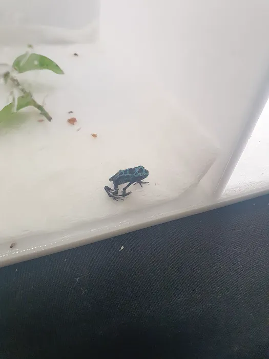 Texas Reptile Expos Picture 2