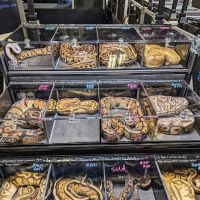 Texas Reptile Expos ico