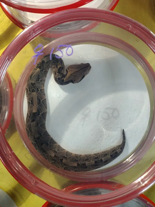 Texas Reptile Expos Picture 3