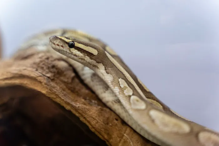 Texas Reptile Expos Picture 5