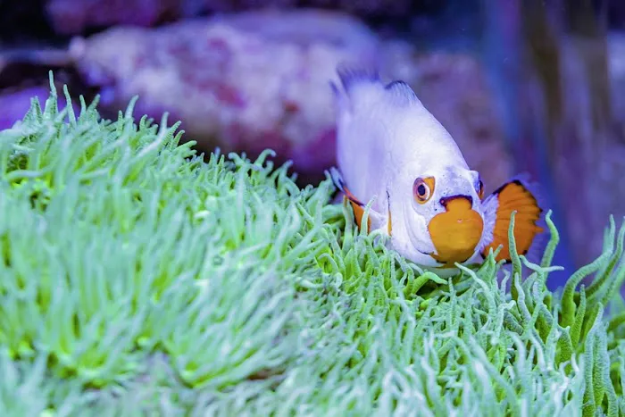 CenTex Reefers “Affordable Aquarium Maintenance, Service & Care” Picture 2