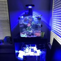 CenTex Reefers “Affordable Aquarium Maintenance, Service & Care” ico