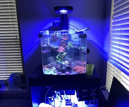 CenTex Reefers “Affordable Aquarium Maintenance, Service & Care”