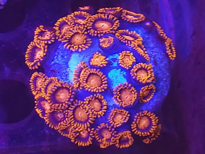 CenTex Reefers “Affordable Aquarium Maintenance, Service & Care” Picture 6