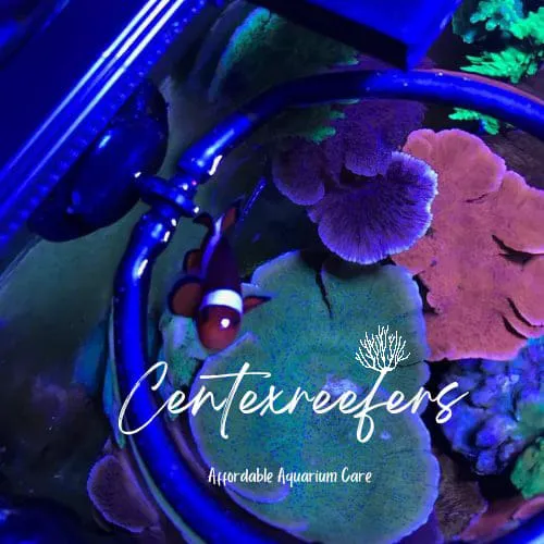 CenTex Reefers “Affordable Aquarium Maintenance, Service & Care” Picture 4