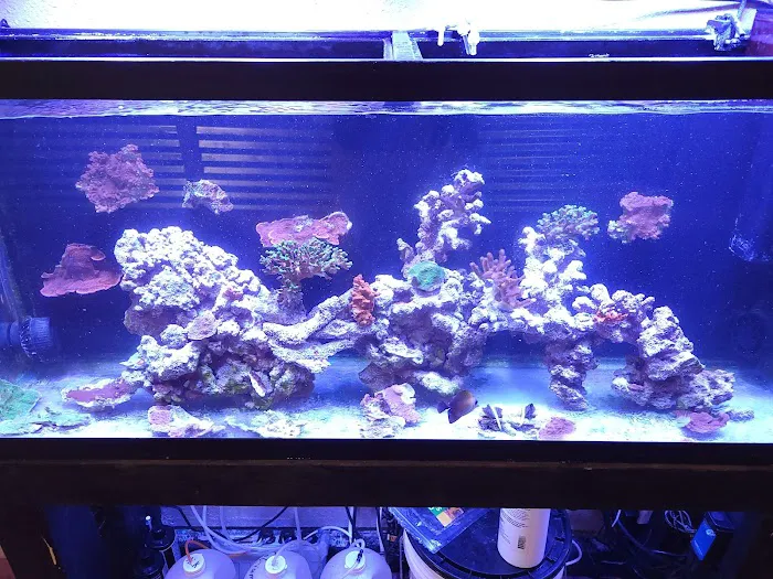 CenTex Reefers “Affordable Aquarium Maintenance, Service & Care” Picture 7