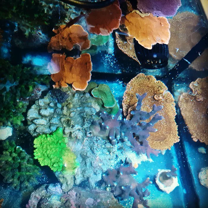 CenTex Reefers “Affordable Aquarium Maintenance, Service & Care” Picture 8