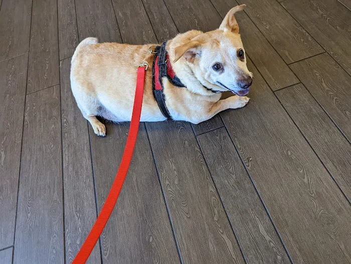 Banfield Pet Hospital Picture 9
