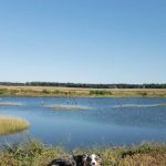 Pocomoke Animal Hospital