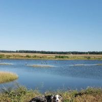 Pocomoke Animal Hospital ico