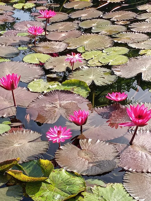 Water Garden Gems Garden Center Picture 4