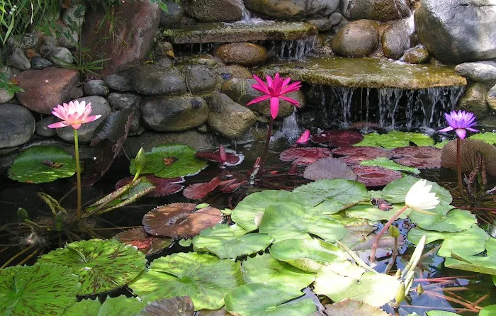 Water Garden Gems Garden Center Picture 10