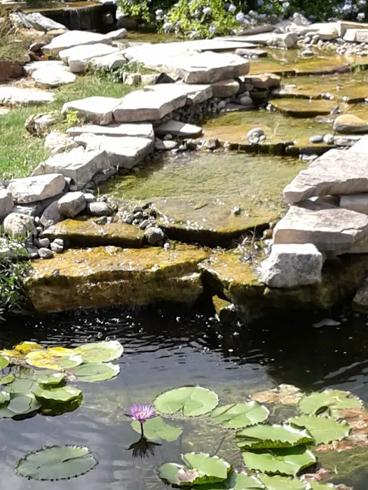 Water Garden Gems Garden Center Picture 9