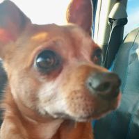 Layfield Veterinary Services - Pocomoke Branch ico