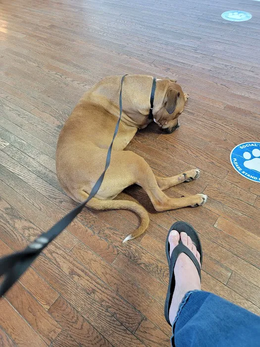 Layfield Veterinary Services - Pocomoke Branch Picture 7