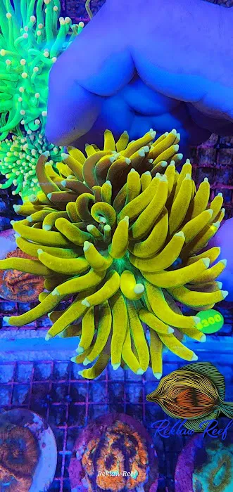 Reklaw Reef Picture 6