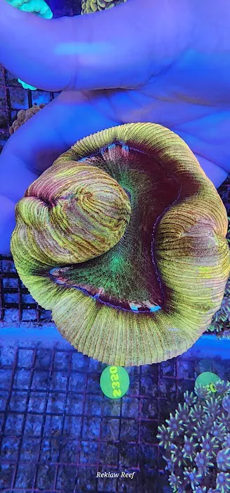 Reklaw Reef Picture 1