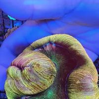 Reklaw Reef ico
