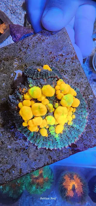 Reklaw Reef Picture 10