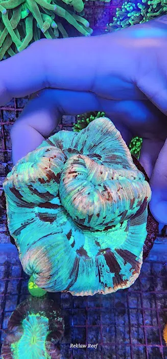 Reklaw Reef Picture 5