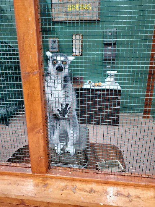 Polly's Pet Shop Picture 2