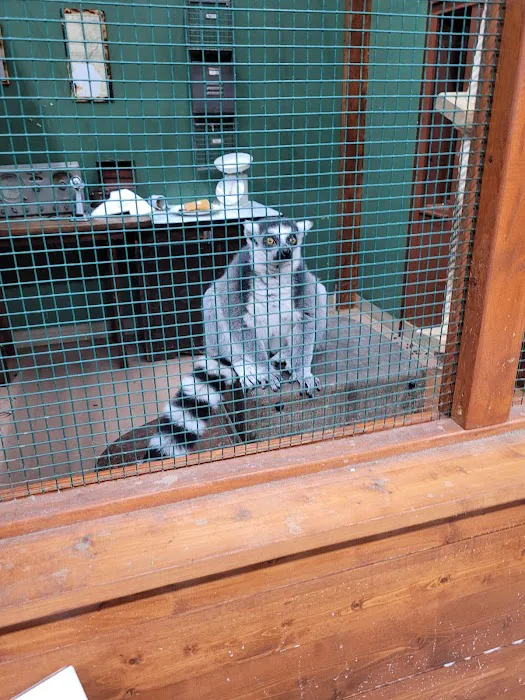 Polly's Pet Shop Picture 9