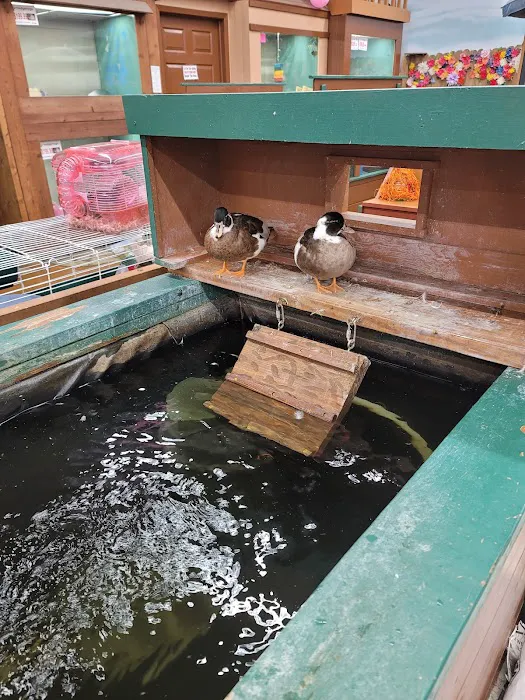 Polly's Pet Shop Picture 5