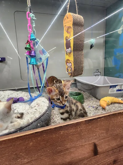 Polly's Pet Shop Picture 8