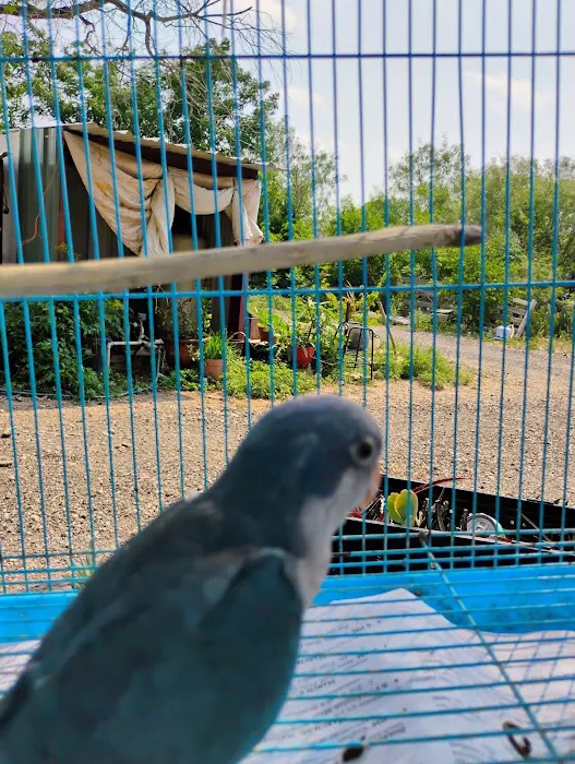 PARAKEET WORLD PET SHOP Picture 4