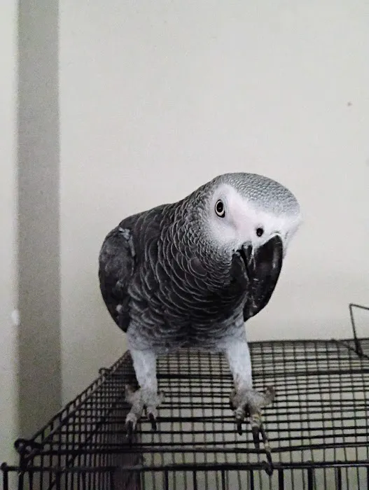 PARAKEET WORLD PET SHOP Picture 5