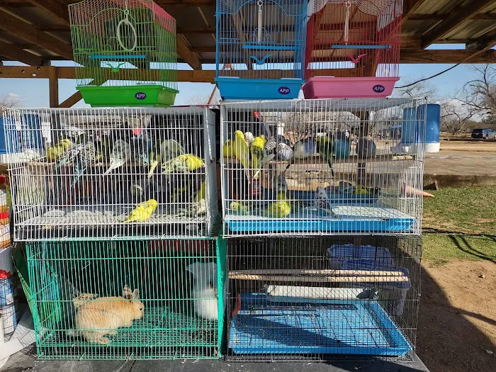 PARAKEET WORLD PET SHOP Picture 8