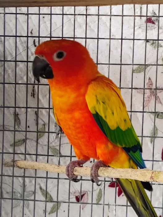 PARAKEET WORLD PET SHOP Picture 1