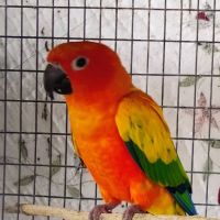 PARAKEET WORLD PET SHOP ico