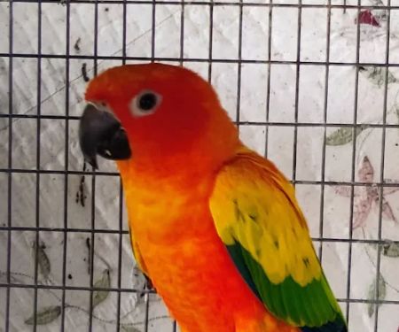 PARAKEET WORLD PET SHOP