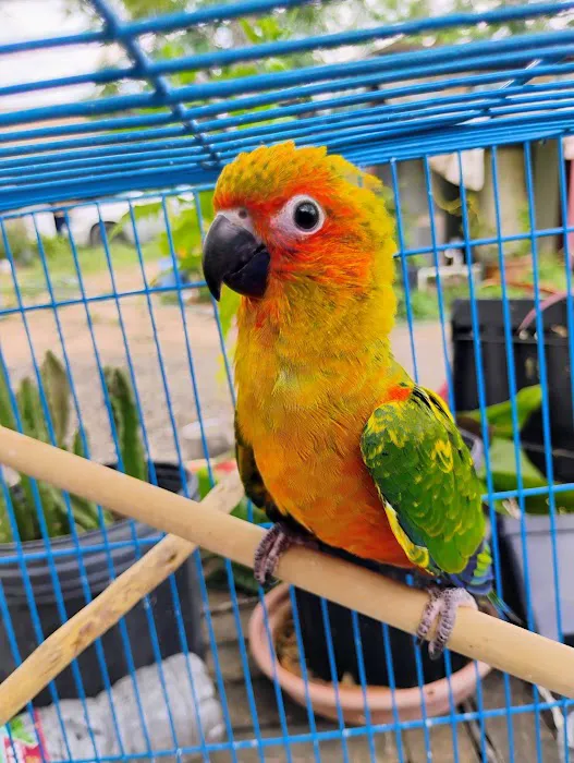 PARAKEET WORLD PET SHOP Picture 2