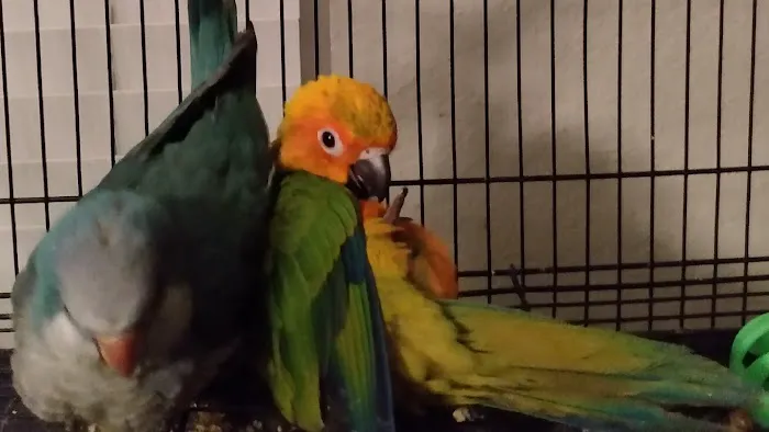 PARAKEET WORLD PET SHOP Picture 7
