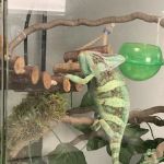 Reptile Pets Direct