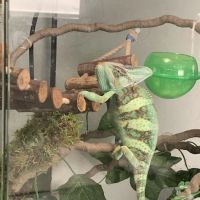 Reptile Pets Direct ico