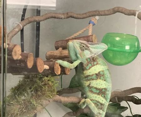 Reptile Pets Direct