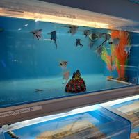 Salty Fish Aquariums ico