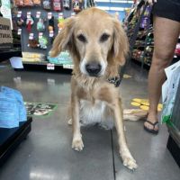 Pet Supplies Plus San Antonio - Bulverde ico