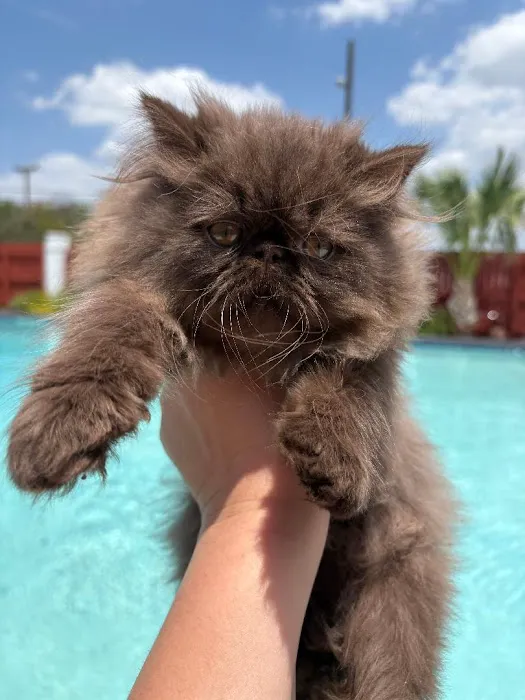Luxury Persians of Texas Picture 6