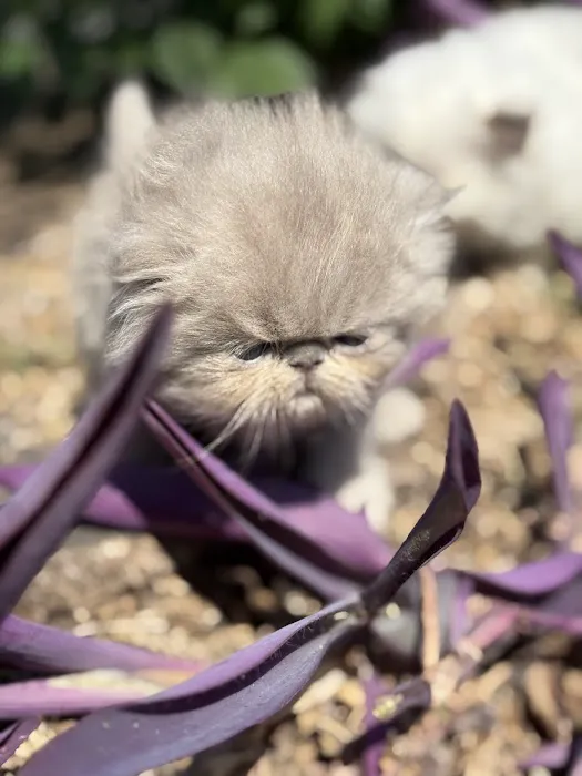 Luxury Persians of Texas Picture 4