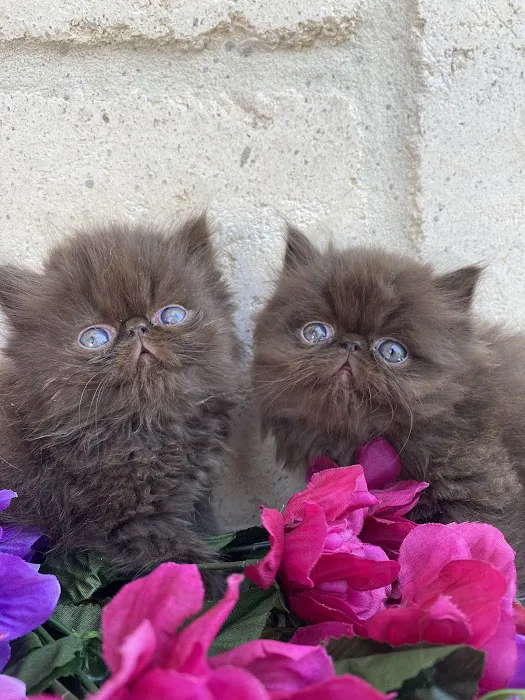 Luxury Persians of Texas Picture 9