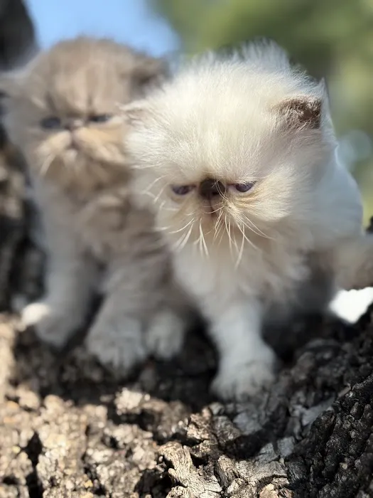 Luxury Persians of Texas Picture 3