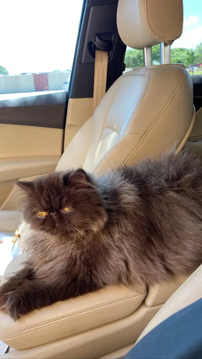 Luxury Persians of Texas Picture 7