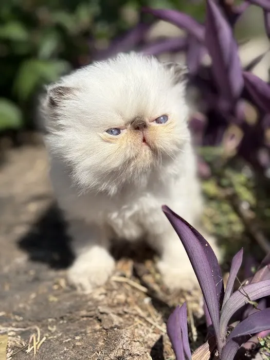 Luxury Persians of Texas Picture 5